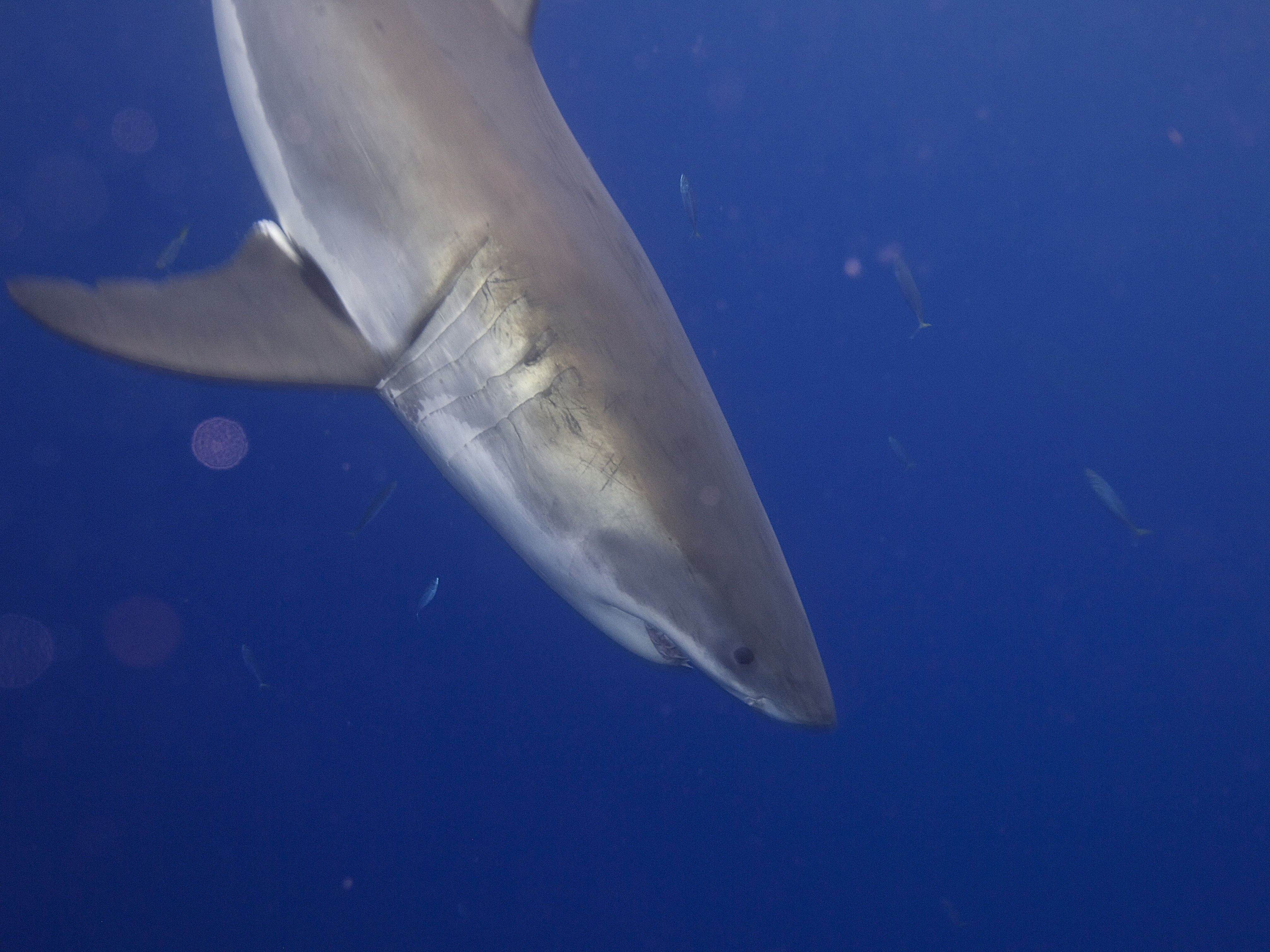 Great white shark