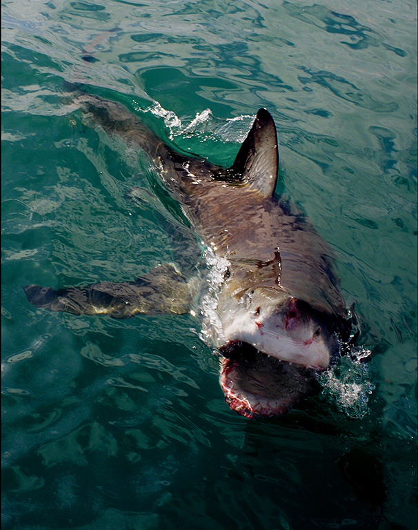 Shark underwater