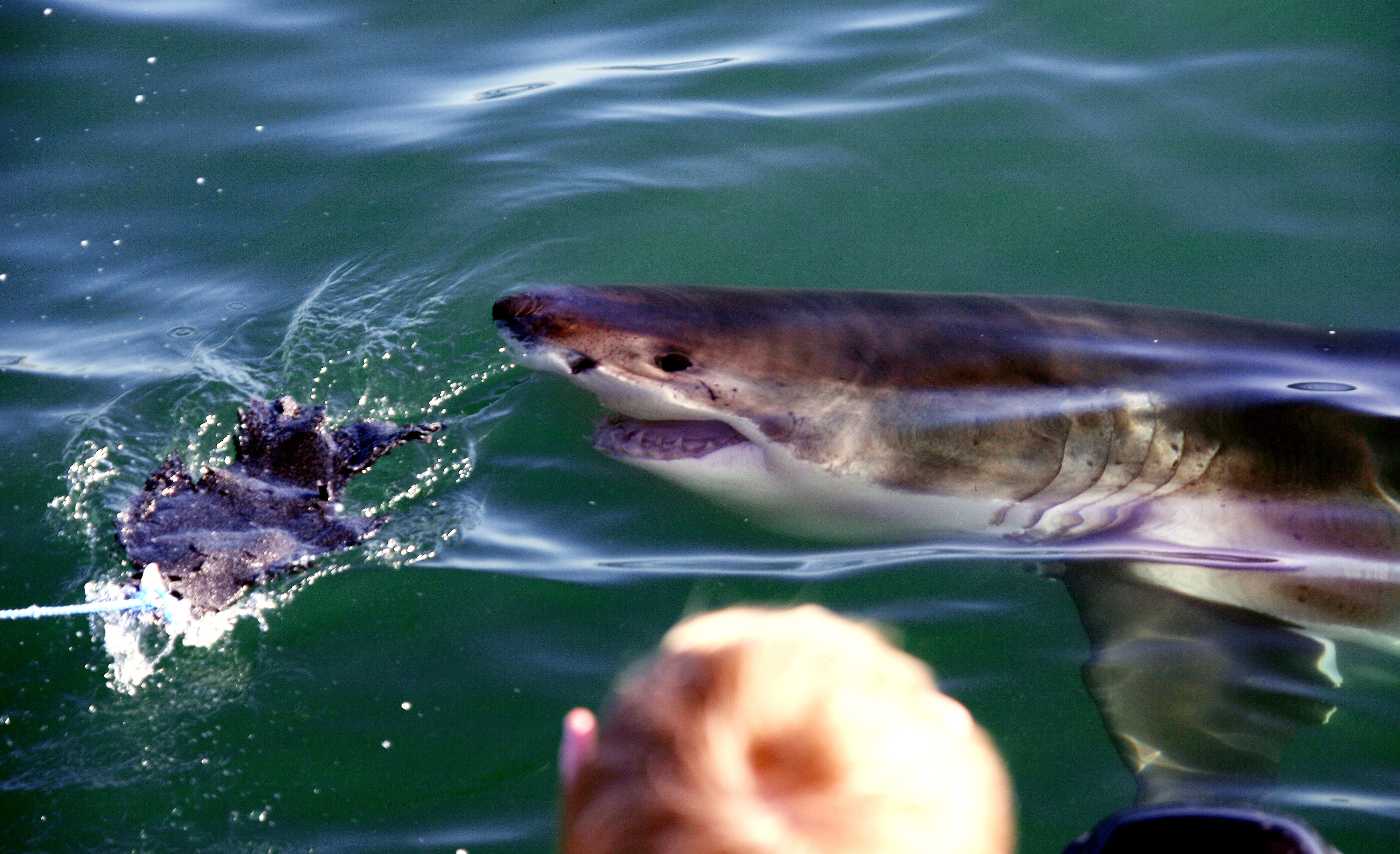 Great white shark