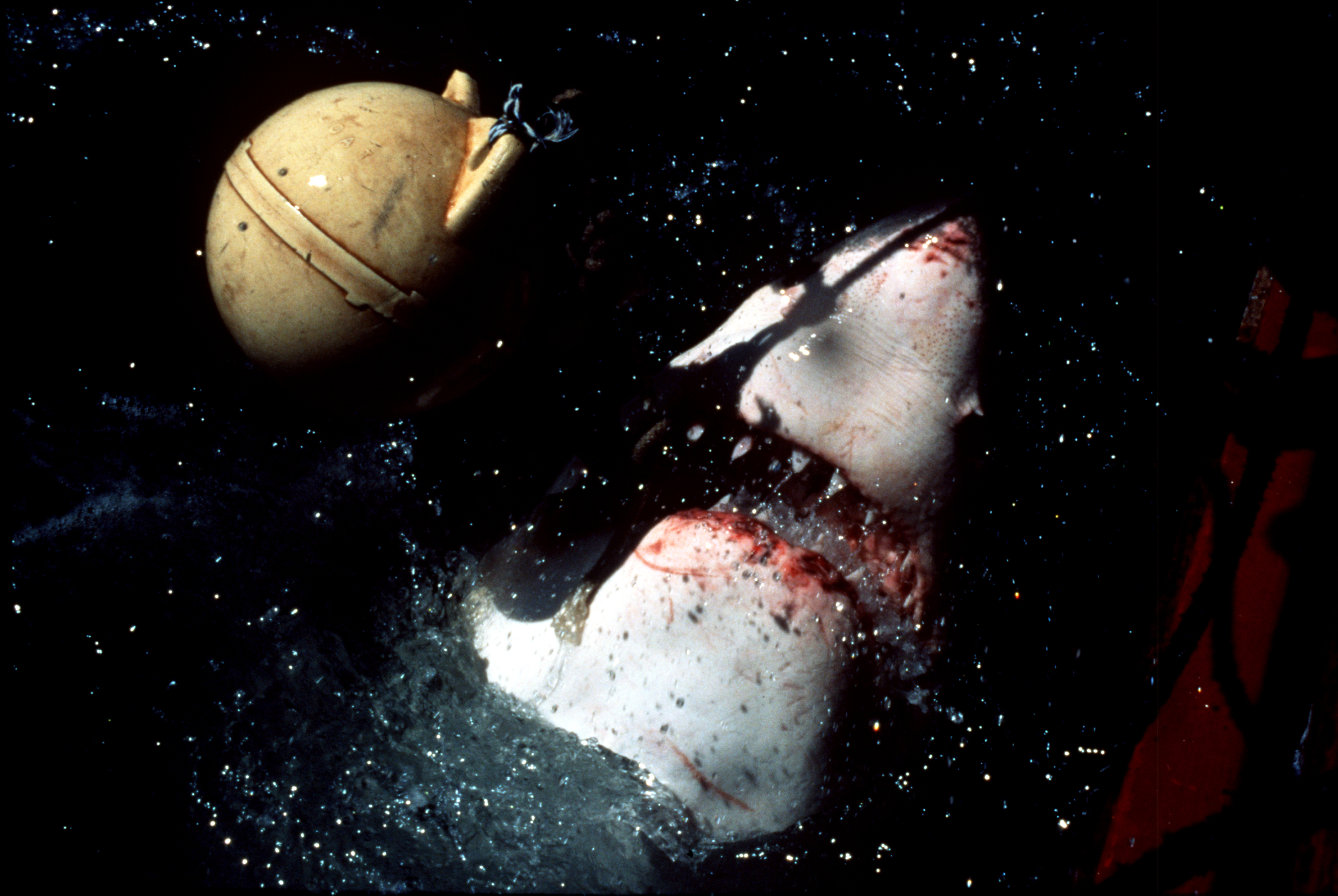 Underwater shark