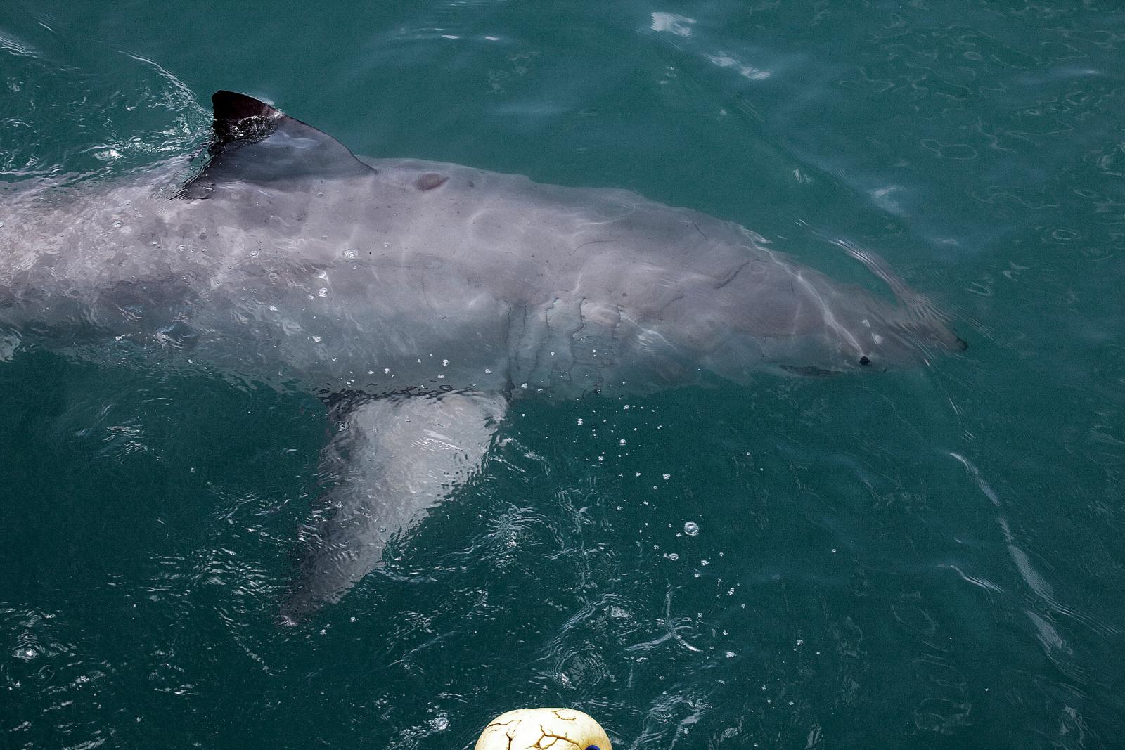 Shark breaching